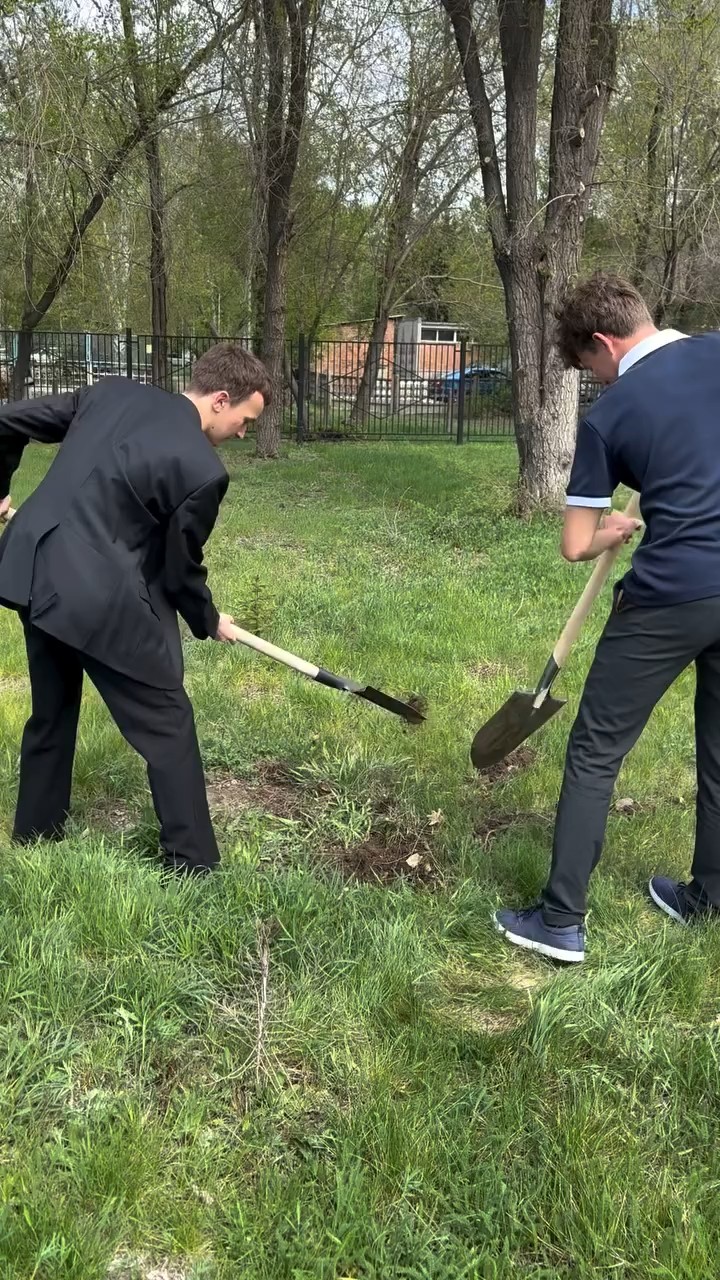Посадка деревьев